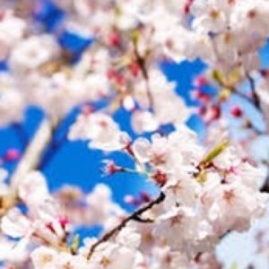 Meet your Posher, Selena